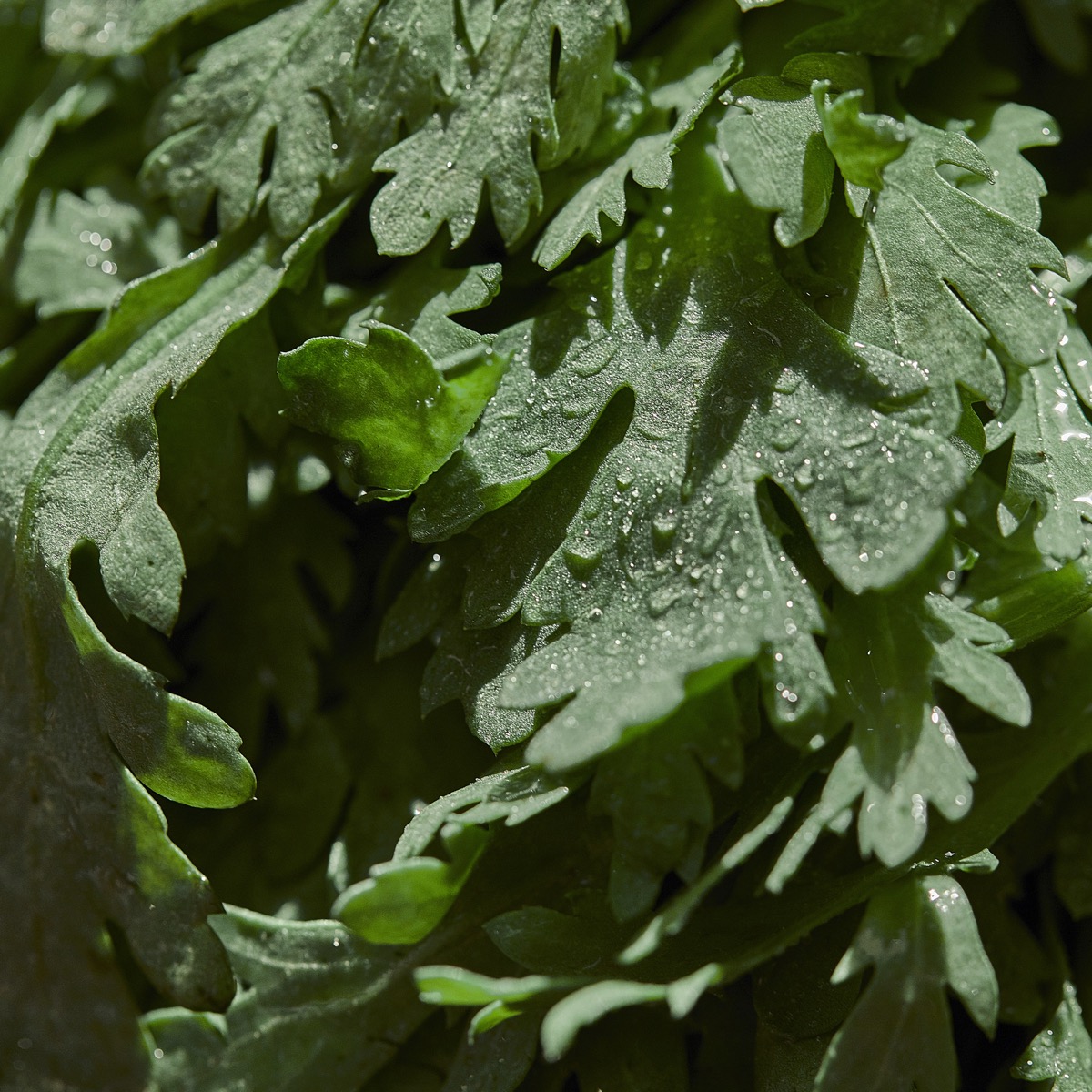 Round Lab Mugwort Calming ing.jpg